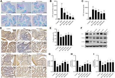 Ilex rotunda Thunb Protects Against Dextran Sulfate Sodium-Induced Ulcerative Colitis in Mice by Restoring the Intestinal Mucosal Barrier and Modulating the Oncostatin M/Oncostatin M Receptor Pathway